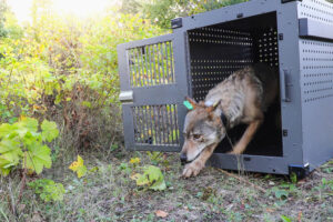 COLUMN: The wolf and moose conundrum of Isle Royale